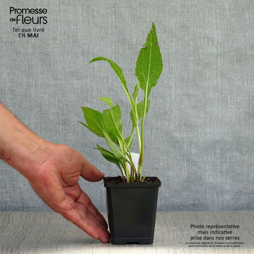 Echinacea Tomato Soup - Purple Coneflower 8/9 cm pot sample as delivered in spring