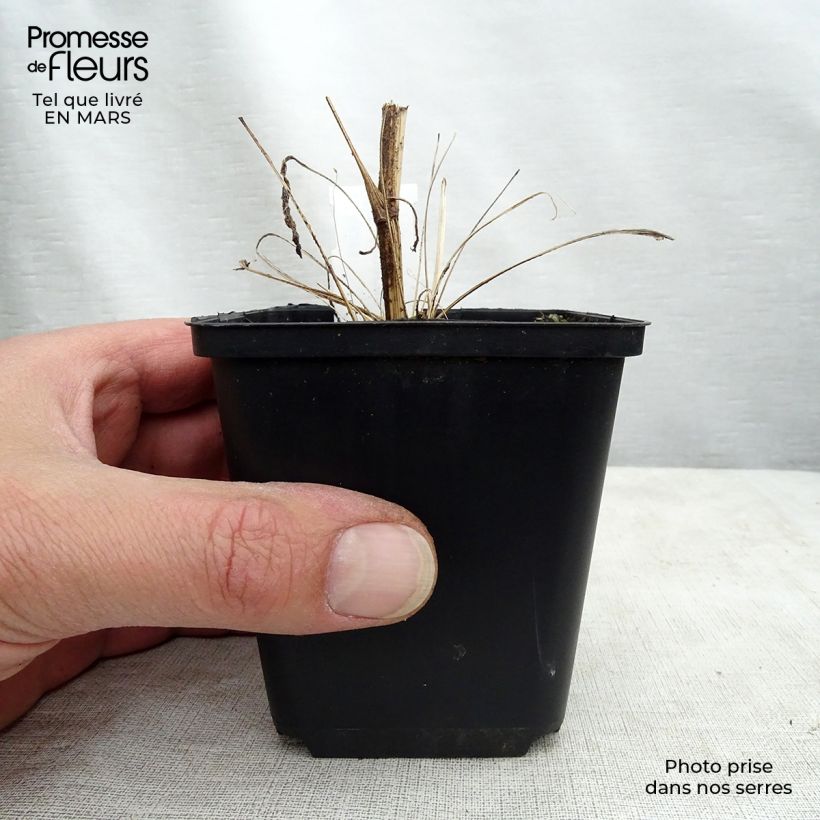 Echinacea purpurea Tweety - Purple Coneflower 8/9 cm pot sample as delivered in winter