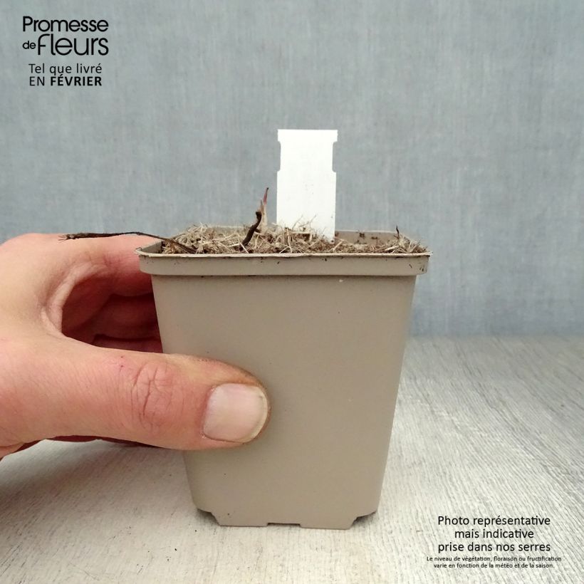 Echinacea angustifolia - Coneflower 8/9 cm pot sample as delivered in winter