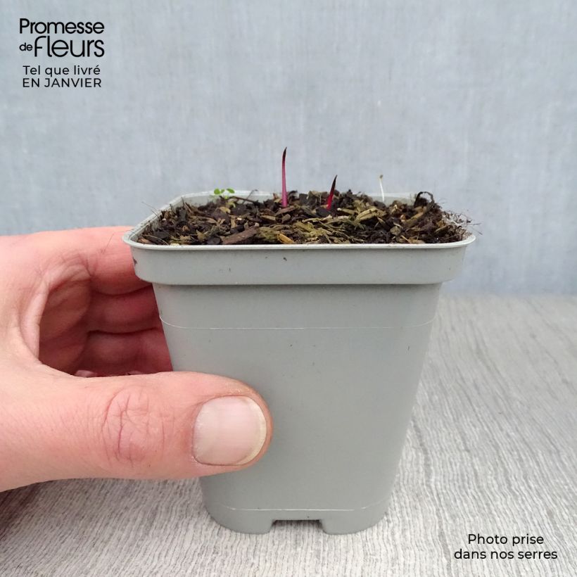 Echinacea pallida - Pale Purple Coneflower 8/9 cm pot sample as delivered in winter