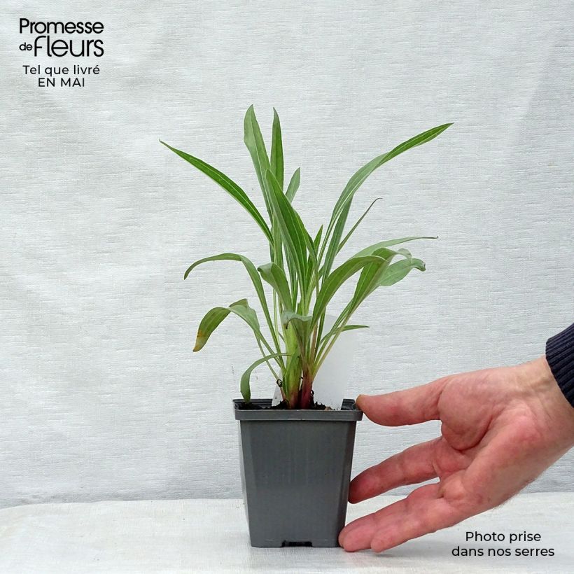 Echinacea pallida - Pale Purple Coneflower 8/9 cm pot sample as delivered in spring