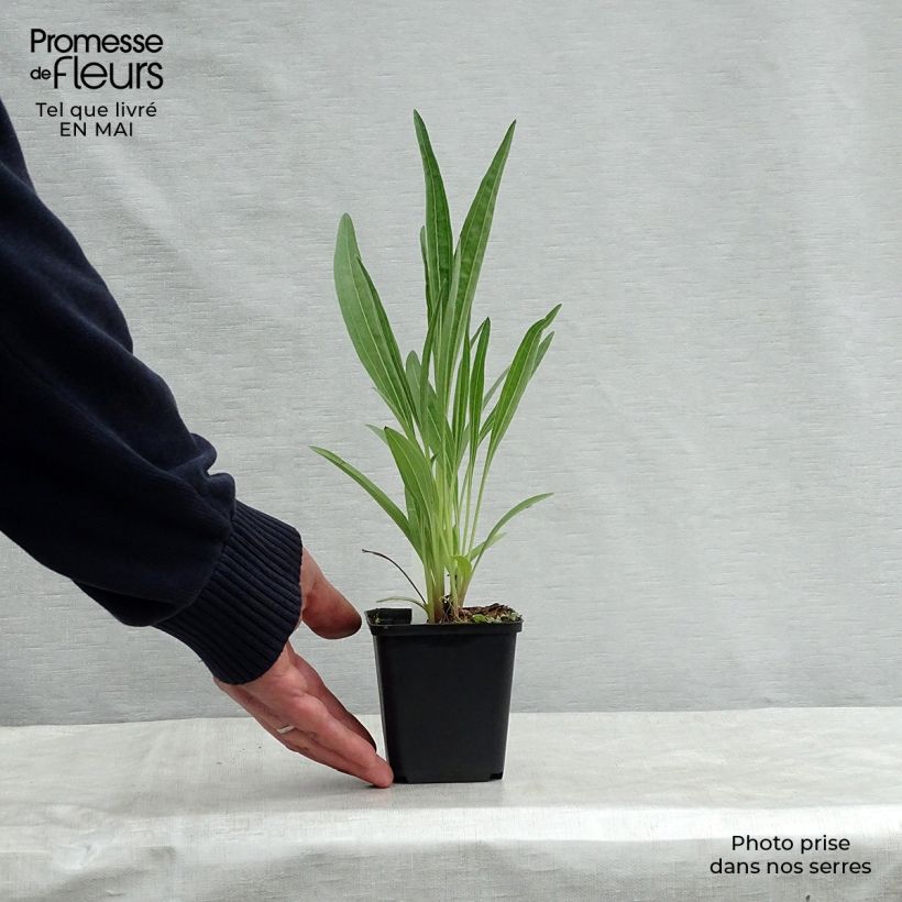 Echinacea pallida Hula Dancer - Pale Purple Coneflower 8/9 cm pot sample as delivered in spring