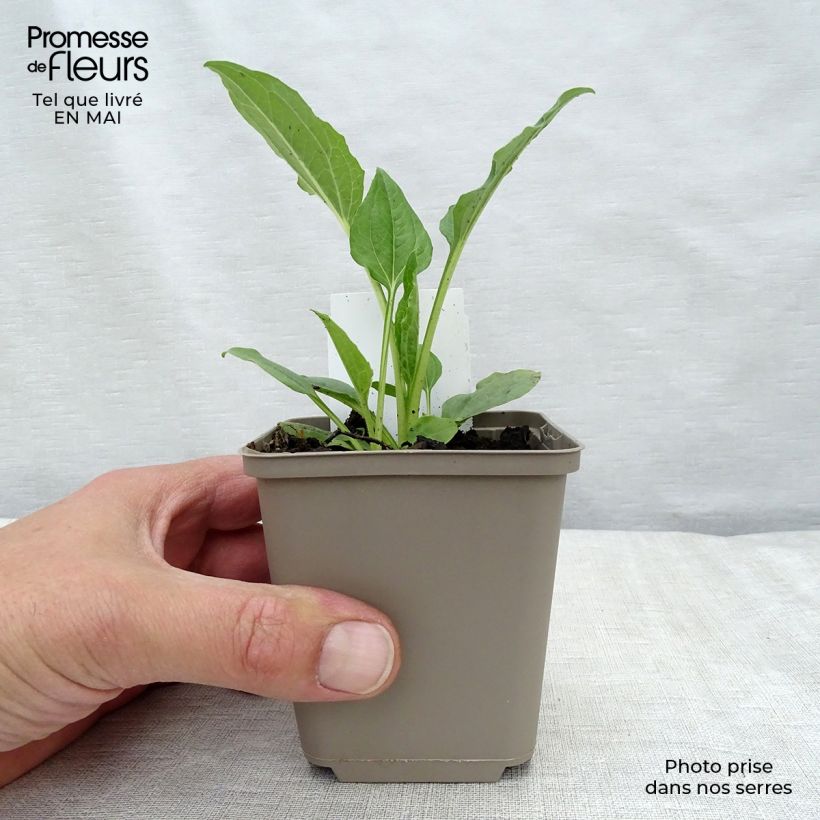 Echinacea purpurea Alba - Purple Coneflower 7/8 cm pot sample as delivered in spring