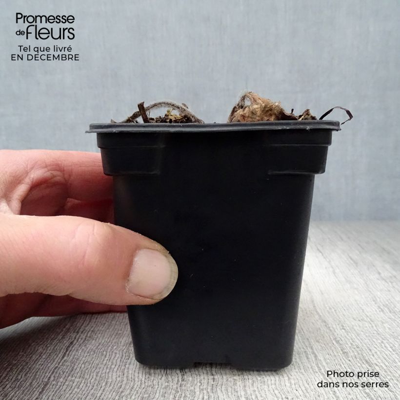 Echinacea purpurea Alba - Purple Coneflower 7/8 cm pot sample as delivered in winter