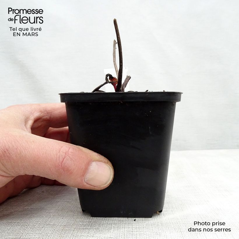 Echinacea purpurea Doubledecker - Purple Coneflower 8/9 cm pot sample as delivered in spring