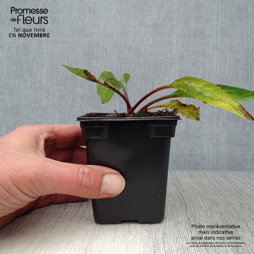 Echinacea purpurea - Purple Coneflower 7/8 cm pot sample as delivered in autumn