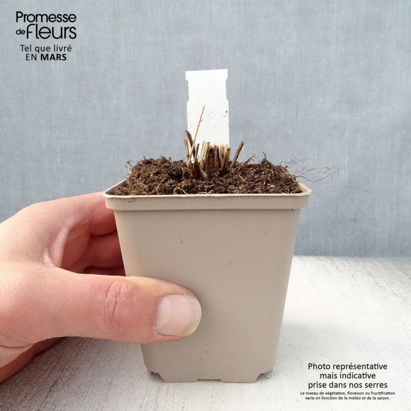 Echinacea Funky Yellow - Purple Coneflower 8/9 cm pot sample as delivered in spring