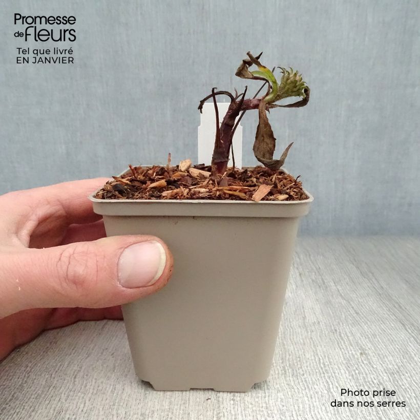 Echinacea purpurea Irresistible - Purple Coneflower 8/9 cm pot sample as delivered in winter