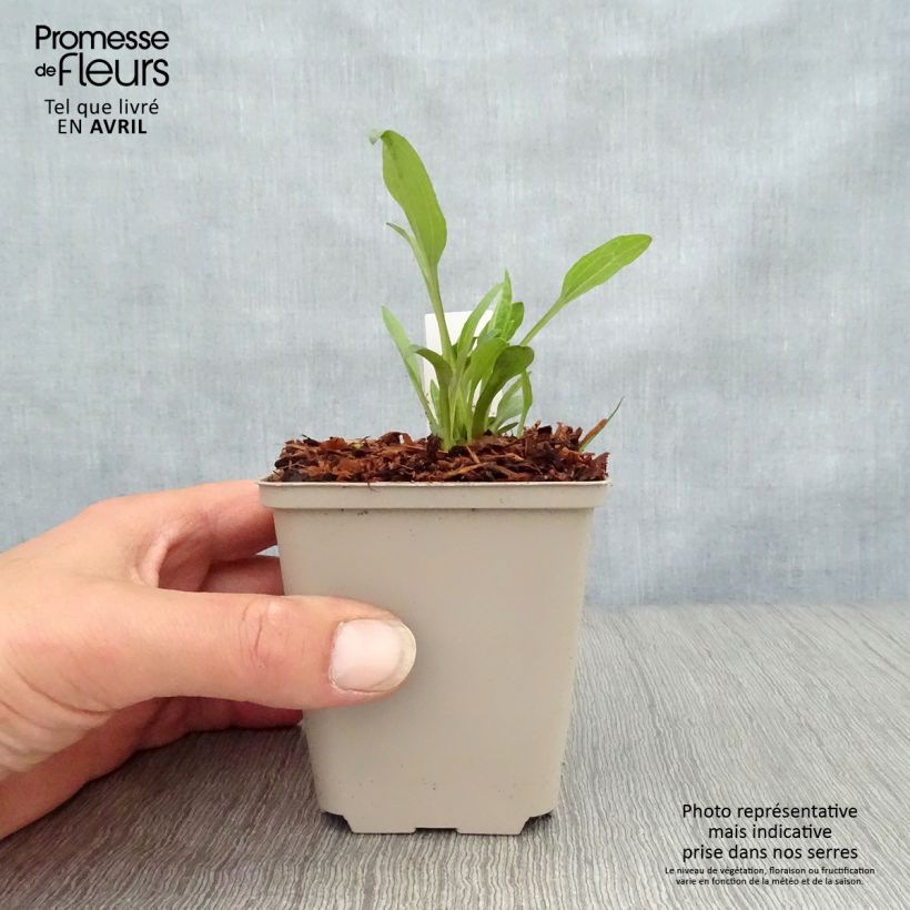 Echinacea purpurea Irresistible - Purple Coneflower 8/9 cm pot sample as delivered in spring