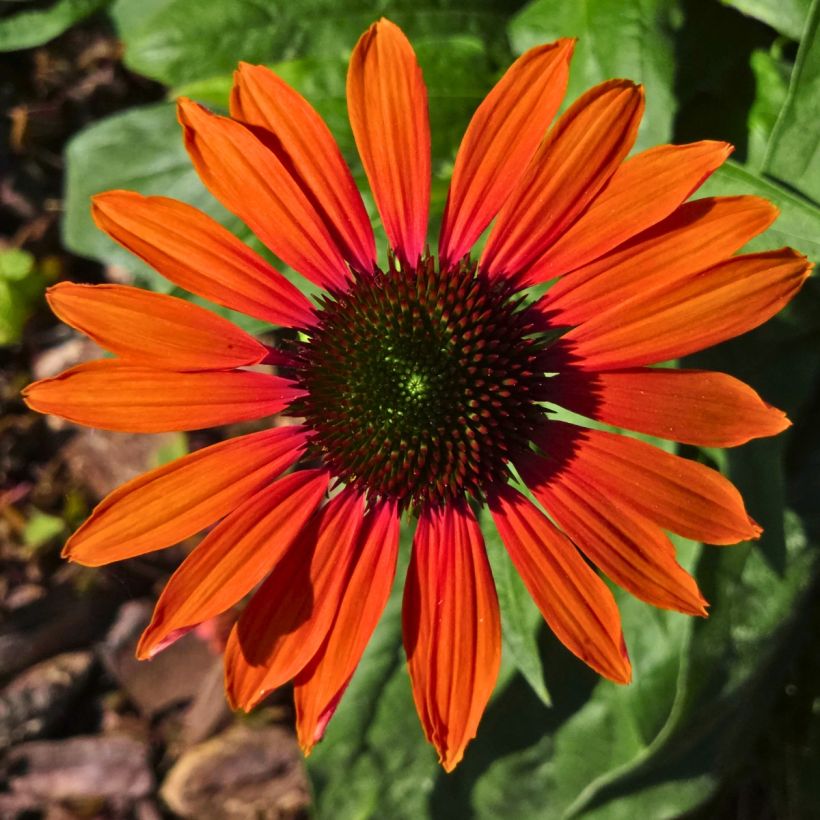 Echinacea Julia - Purple Coneflower (Flowering)