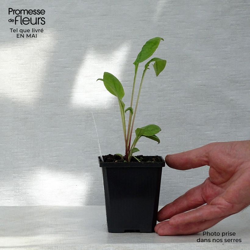 Echinacea purpurea Kims Knee High - Purple Coneflower 8/9 cm pot sample as delivered in spring