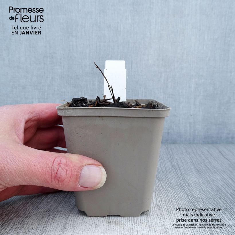 Echinacea Mac n Cheese - Purple Coneflower 8/9 cm pot sample as delivered in winter
