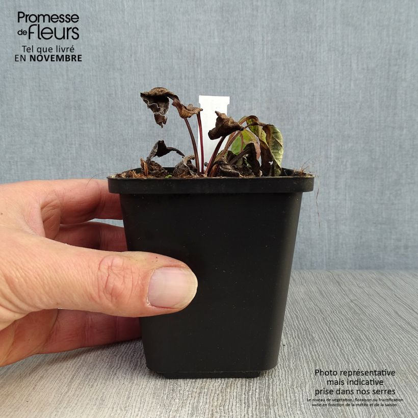 Echinacea purpurea Magnus - Purple Coneflower 8/9 cm pot sample as delivered in autumn