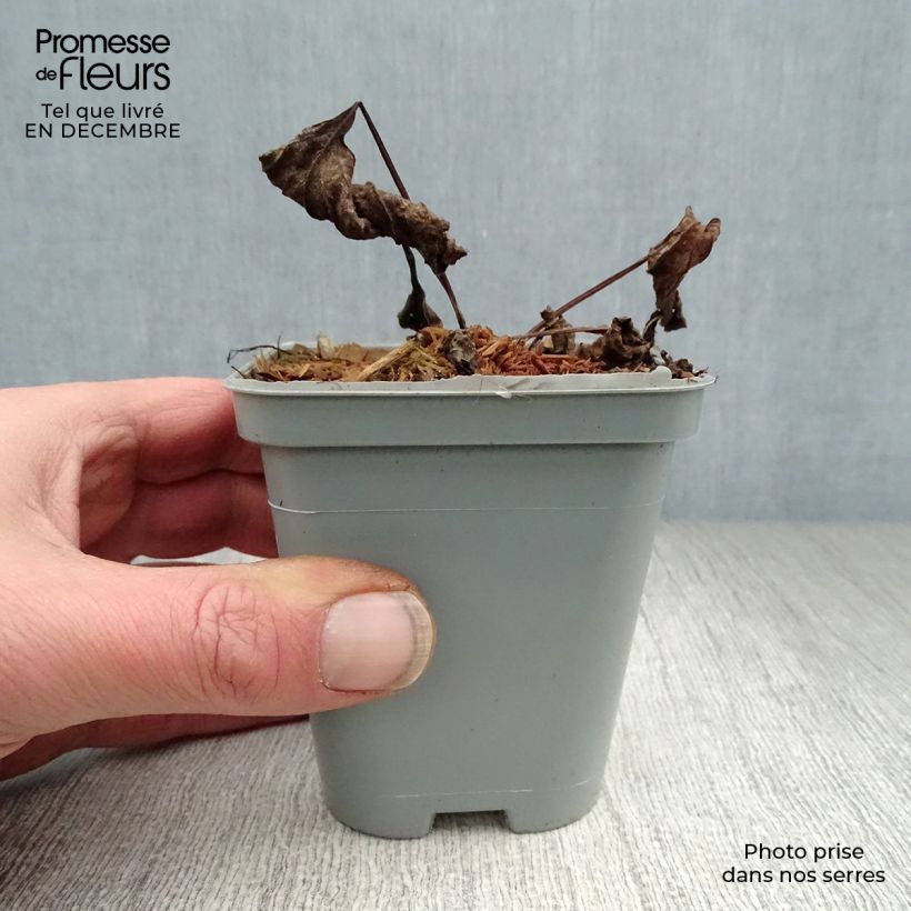 Echinacea purpurea Magnus - Purple Coneflower 8/9 cm pot sample as delivered in winter