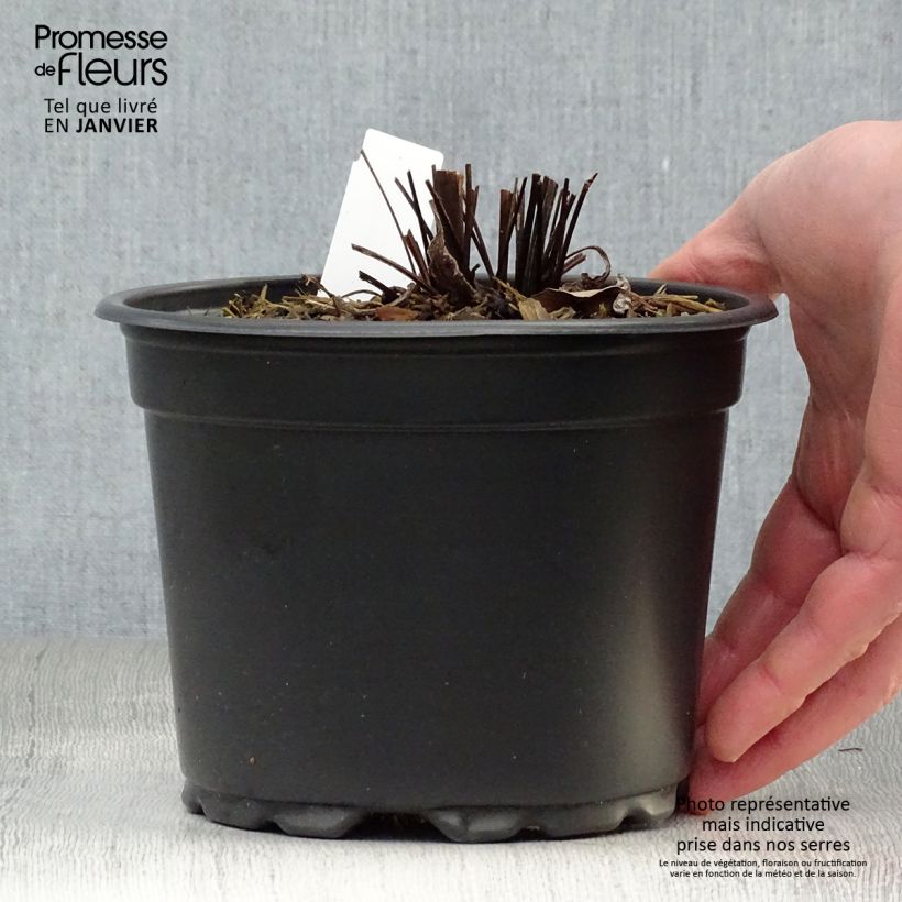 Echinacea purpurea Magnus - Purple Coneflower 2L/3L pot sample as delivered in winter