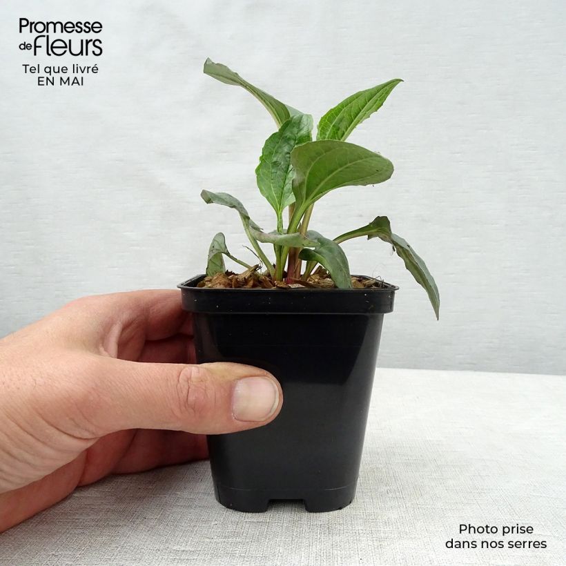 Echinacea purpurea Magnus - Purple Coneflower 8/9 cm pot sample as delivered in spring