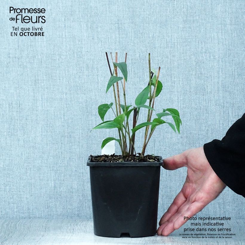 Echinacea purpurea Pica Bella - Purple Coneflower 2L/3L pot sample as delivered in autumn