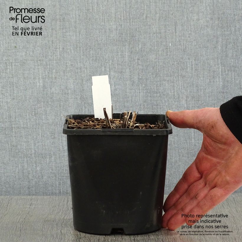 Echinacea purpurea Pica Bella - Purple Coneflower 2L/3L pot sample as delivered in winter
