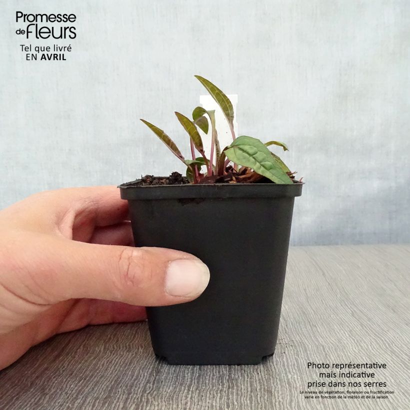 Echinacea purpurea Pica Bella - Purple Coneflower 8/9 cm pot sample as delivered in spring