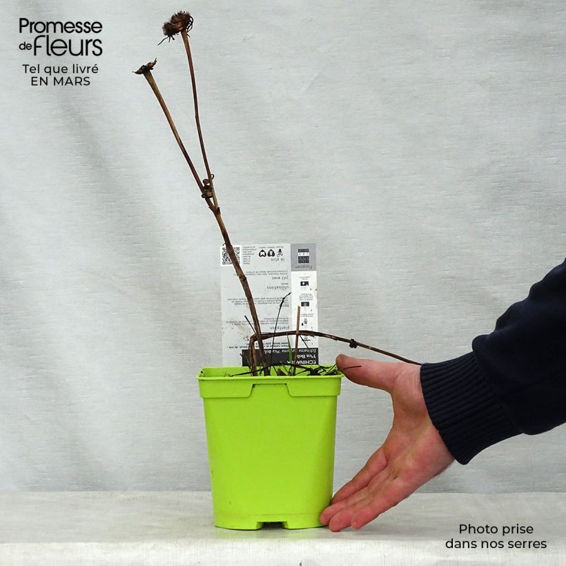 Echinacea purpurea Pica Bella - Purple Coneflower 2L/3L pot sample as delivered in spring