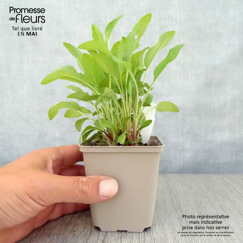 Echinacea purpurea Pink Double Delight - Purple Coneflower 8/9 cm pot sample as delivered in spring