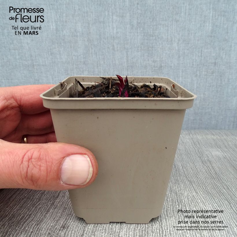 Echinacea purpurea Razzmatazz - Purple Coneflower 8/9 cm pot sample as delivered in winter