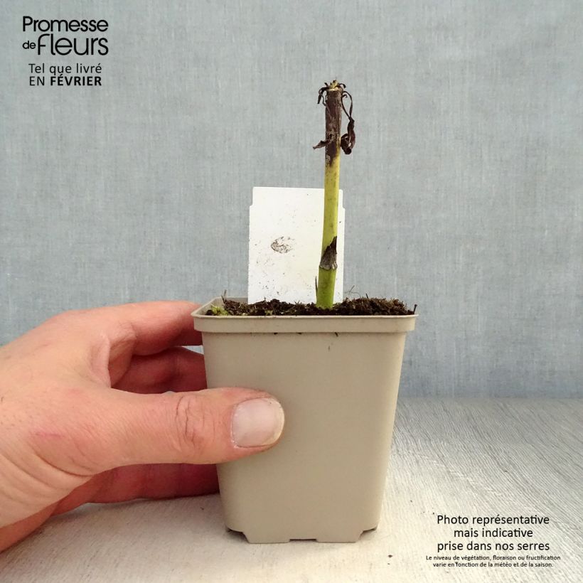 Echinacea Summer Cocktail - Purple Coneflower 8/9 cm pot sample as delivered in winter