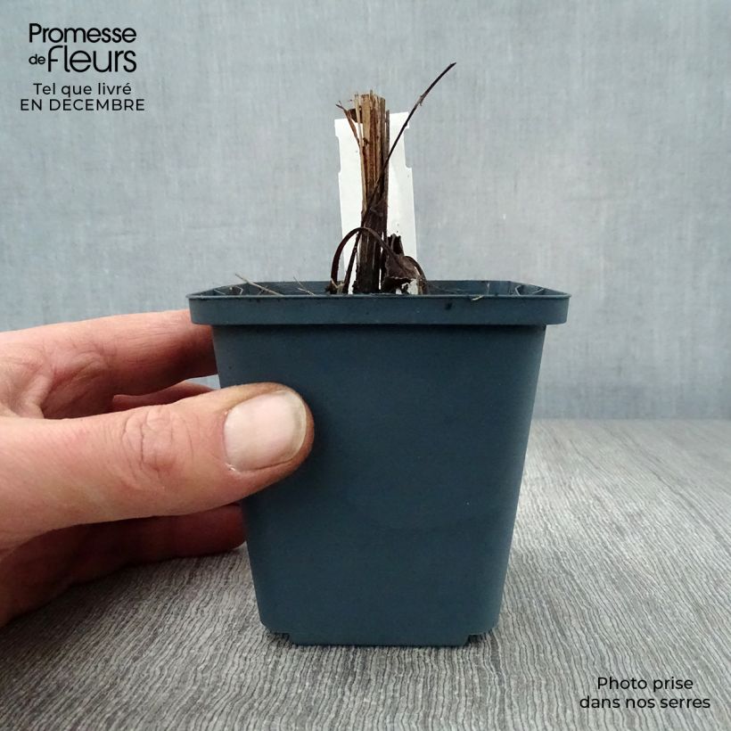 Echinacea purpurea Sundown - Purple Coneflower 8/9 cm pot sample as delivered in winter