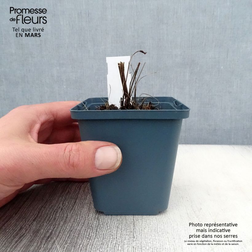 Echinacea purpurea Sundown - Purple Coneflower 8/9 cm pot sample as delivered in spring