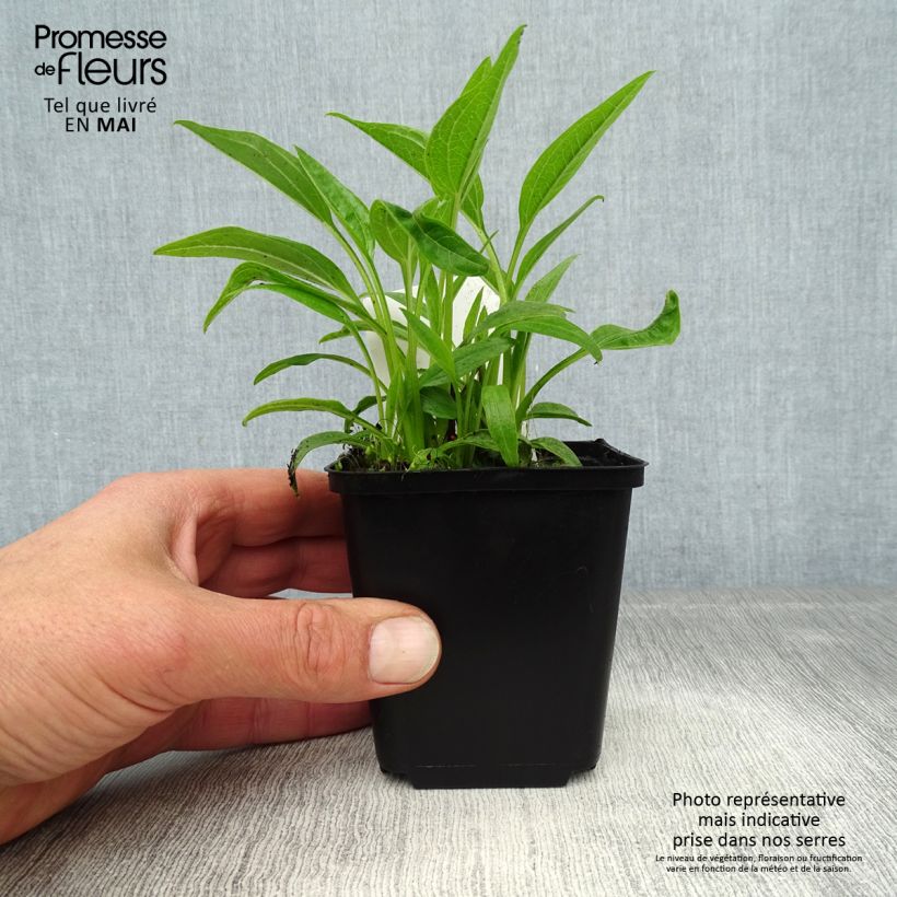 Echinacea purpurea Sunrise - Purple Coneflower 8/9 cm pot sample as delivered in spring