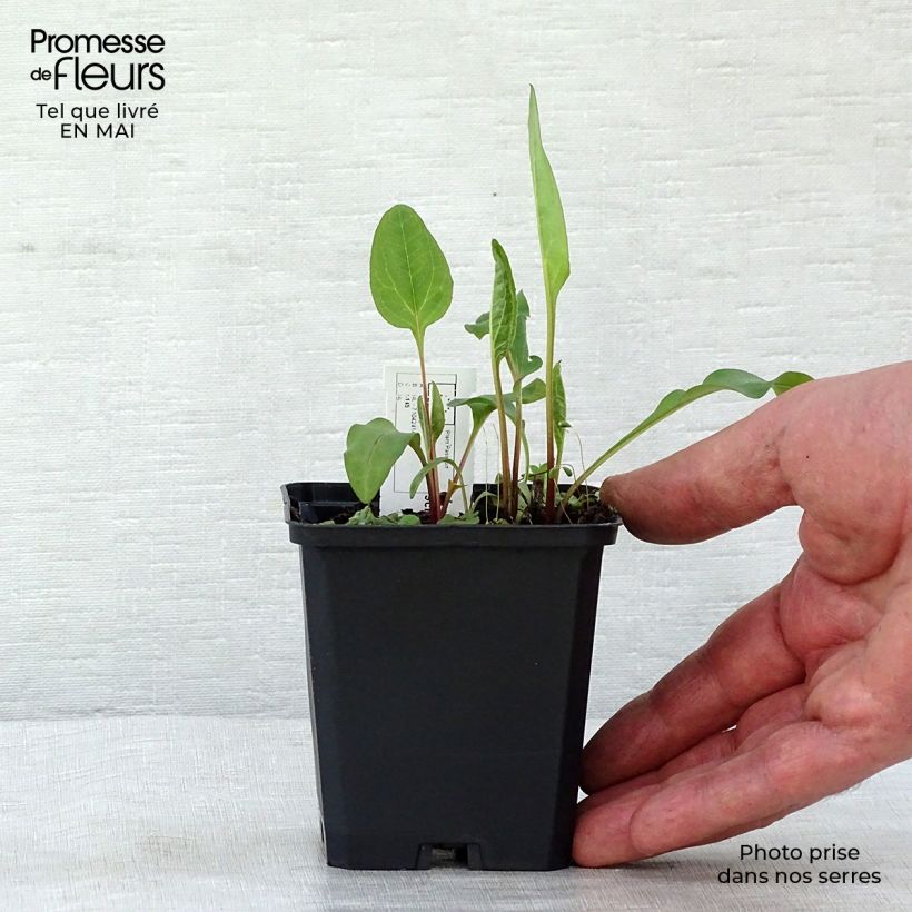 Echinacea purpurea Vintage Wine - Purple Coneflower 8/9 cm pot sample as delivered in spring