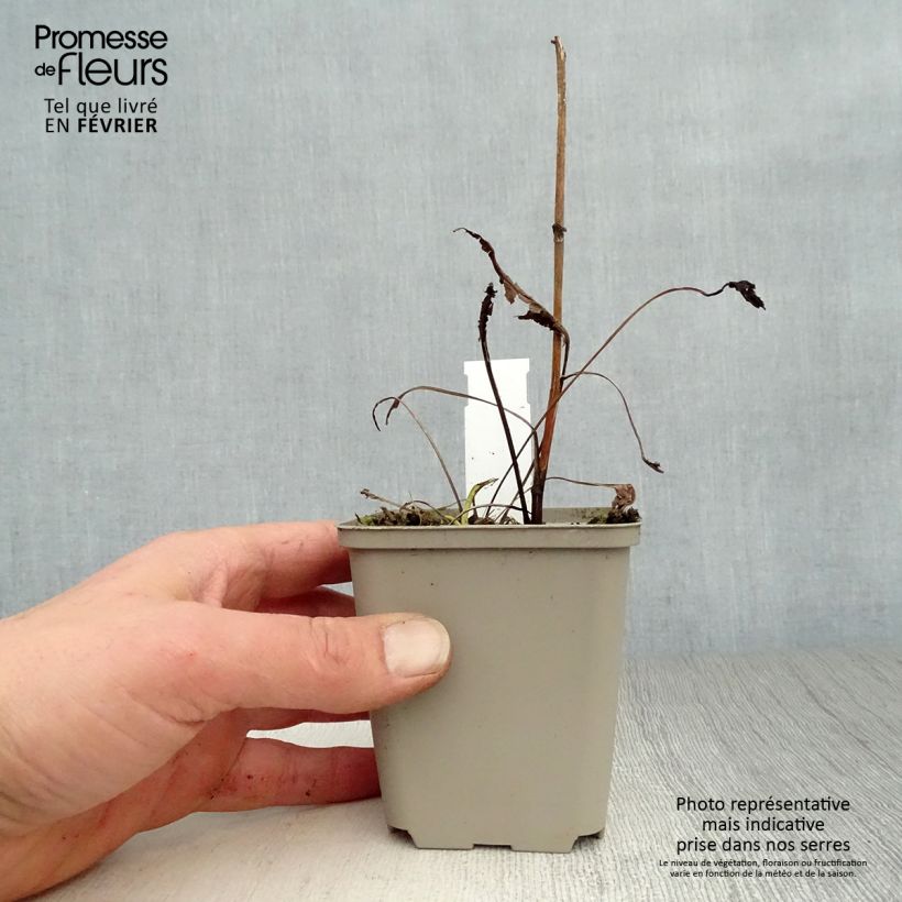 Echinacea purpurea Virgin - Purple Coneflower 8/9 cm pot sample as delivered in winter