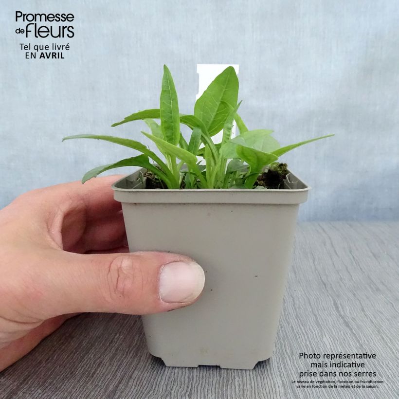 Echinacea purpurea Virgin - Purple Coneflower 8/9 cm pot sample as delivered in spring