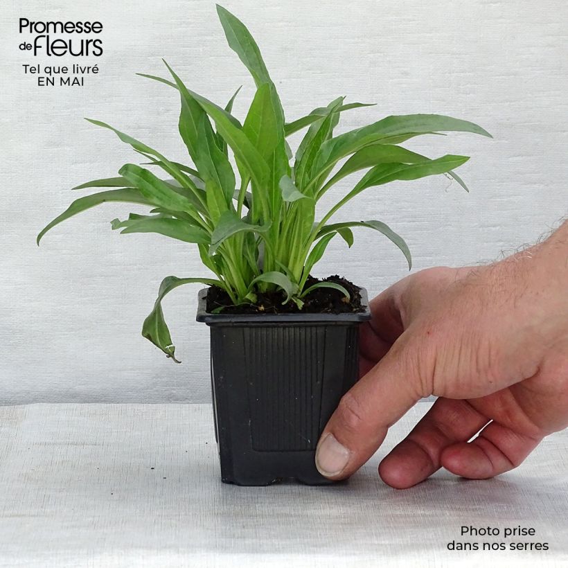 Echinacea Meditation white - Purple Coneflower 8/9 cm pot sample as delivered in spring