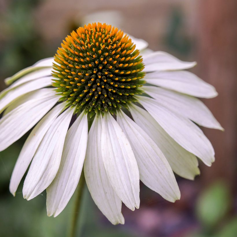 Echinacea purpurea White Swan organic seeds - Purple coneflower (Flowering)