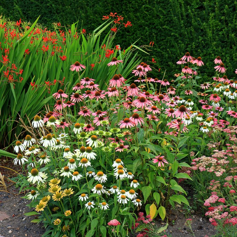 Echinacea purpurea White Swan organic seeds - Purple coneflower (Plant habit)