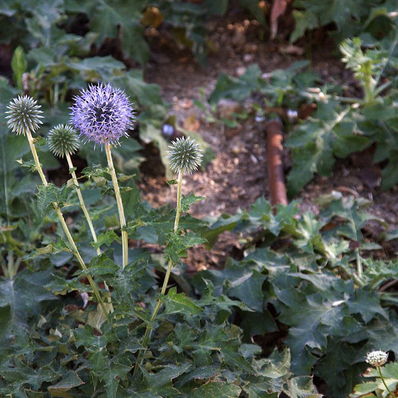Echinops bannaticus Blue Glow (Plant habit)