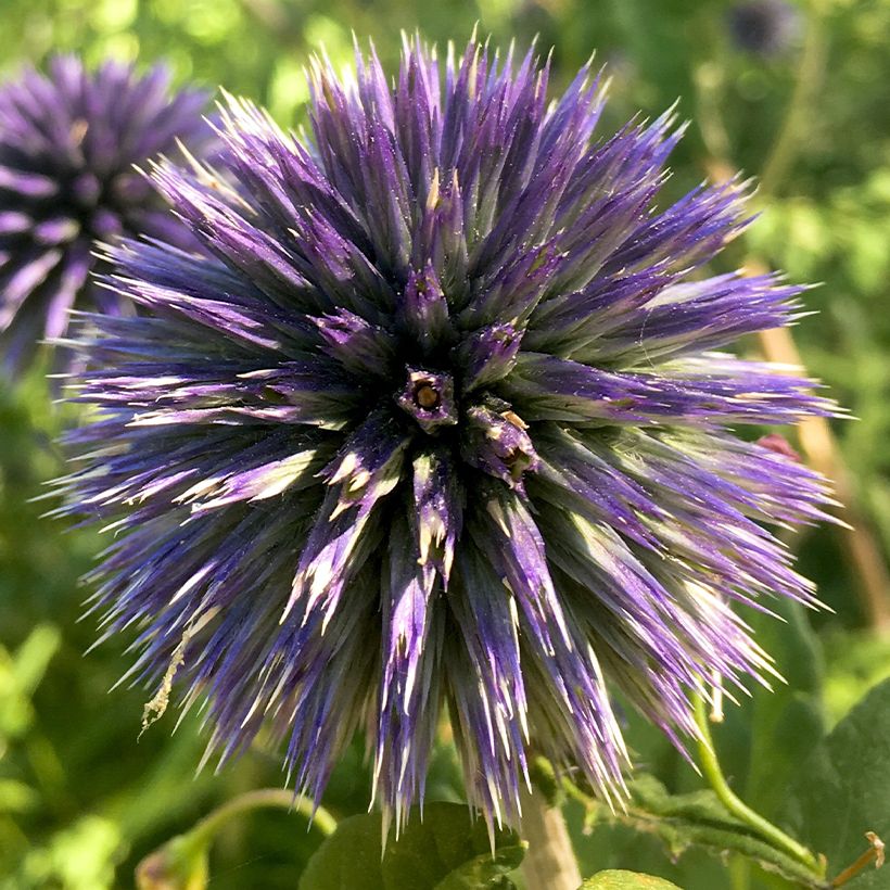 Echinops bannaticus Blue Glow (Flowering)