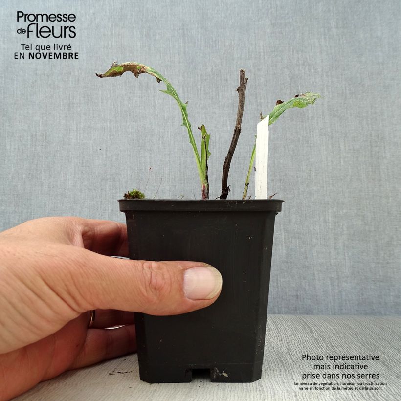 Echinops bannaticus Taplow Blue 8/9 cm pot sample as delivered in autumn