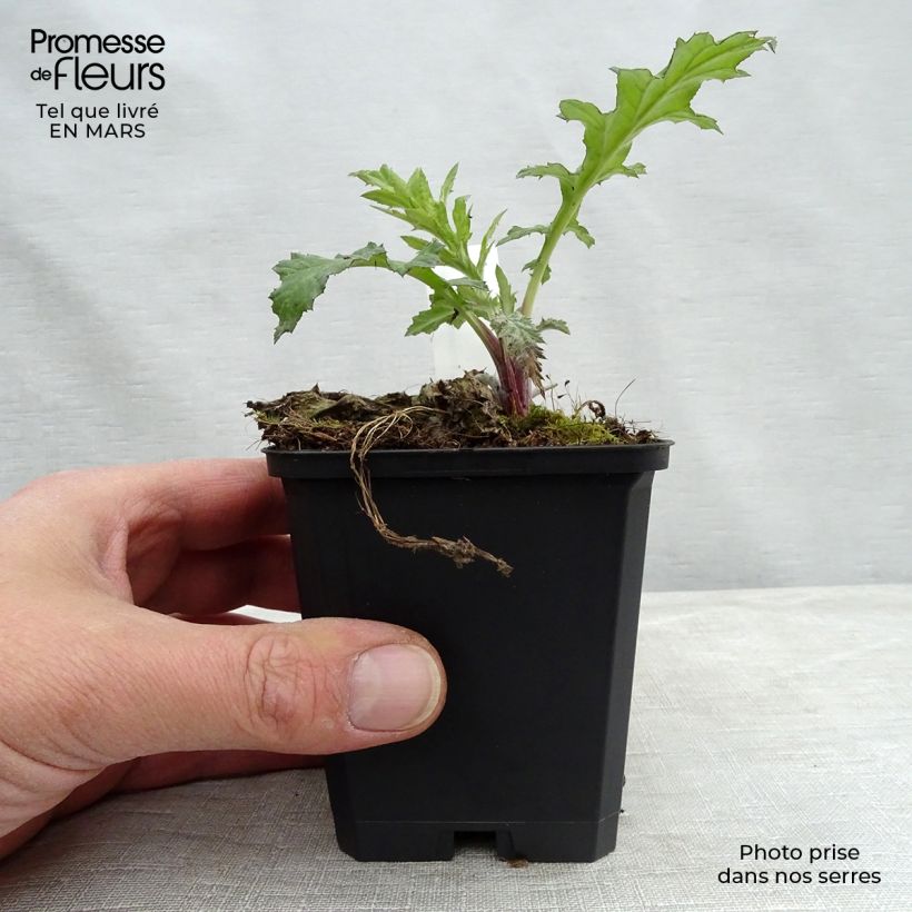 Echinops bannaticus Taplow Blue 8/9 cm pot sample as delivered in spring