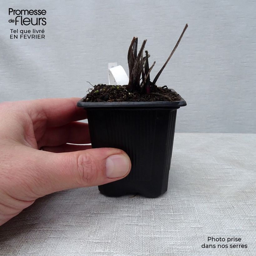 Echinops ritro Veitch’s Blue 8/9 cm pot sample as delivered in winter