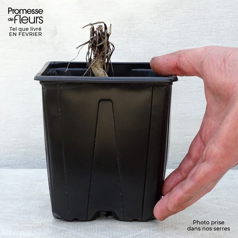 Echinops ritro Veitch’s Blue 2L/3L pot sample as delivered in winter