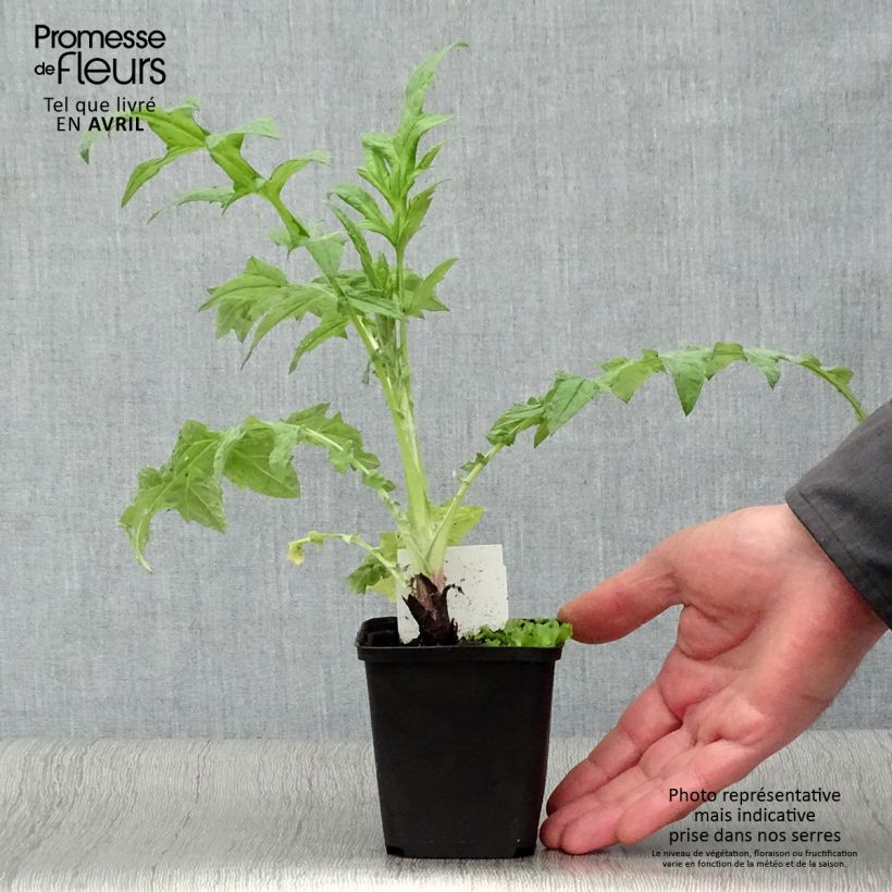 Echinops ritro Veitch’s Blue 8/9 cm pot sample as delivered in spring