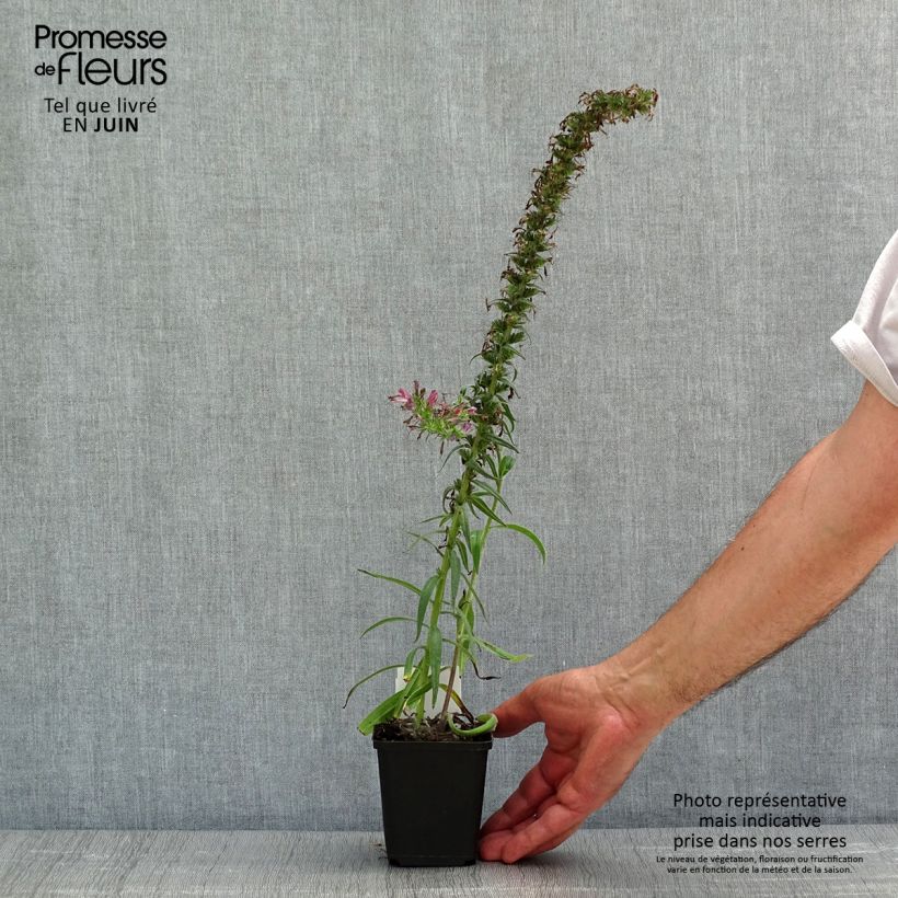 Echium amoenum Red Feathers 8/9 cm pot sample as delivered in spring