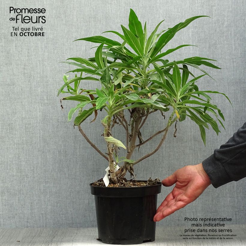 Echium candicans 3L/4L pot sample as delivered in autumn