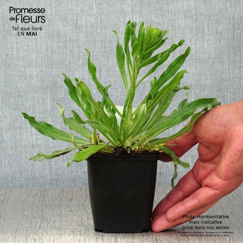 Echium vulgare 8/9 cm pot sample as delivered in spring