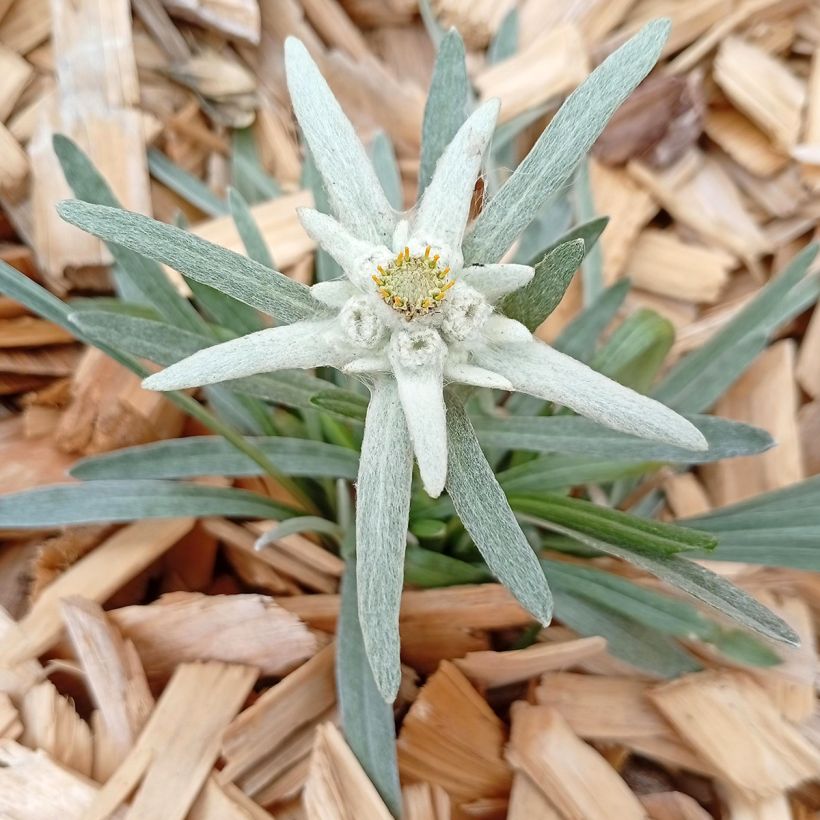 Leontopodium alpinum - Edelweiss (Plant habit)