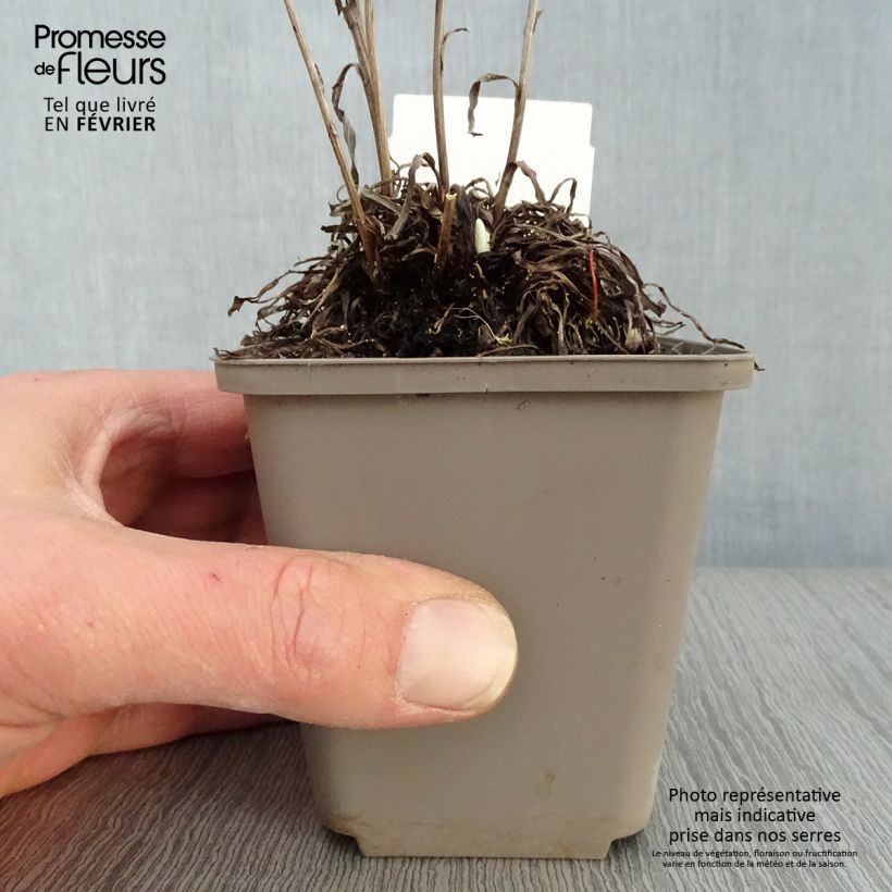 Example of Leontopodium alpinum - Edelweiss 8/9 cm pot as you get in hiver