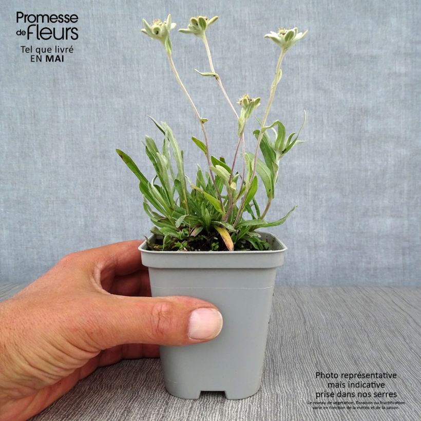 Leontopodium alpinum - Edelweiss 8/9 cm pot sample as delivered in spring