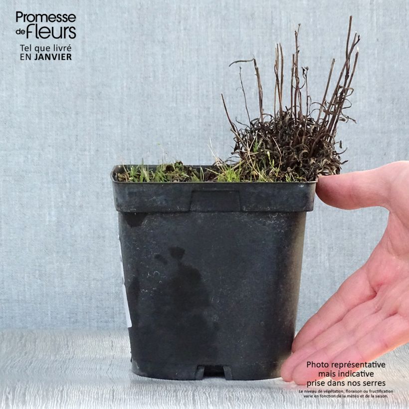 Example of Leontopodium alpinum - Edelweiss 2L/3L pot as you get in hiver